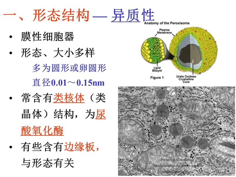 过氧化物酶体peroxisome.ppt