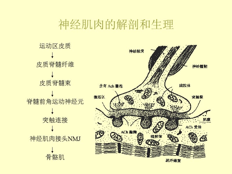 俞卫锋 杨立群,神经肌肉的解剖和生理 受体与神经肌肉接头 神经-肌肉