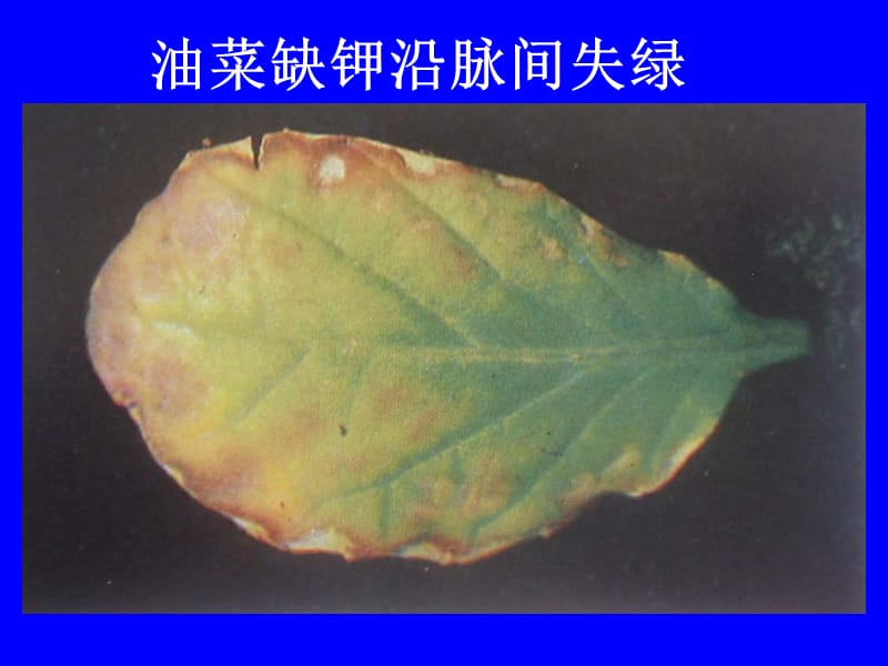 ppt  油菜缺钾沿脉间失绿,,甘蓝缺钾外叶焦枯,,轻度缺钾与严重缺钾