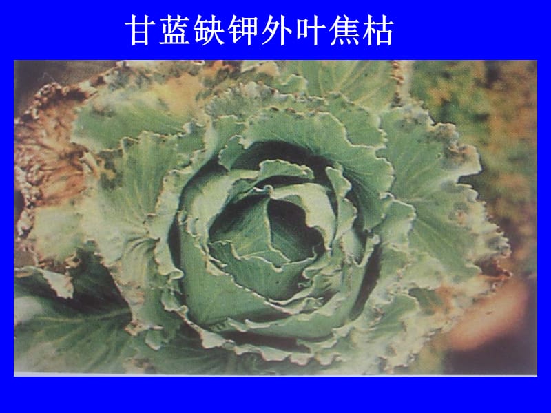 蔬菜缺的素症总汇ppt课件.ppt