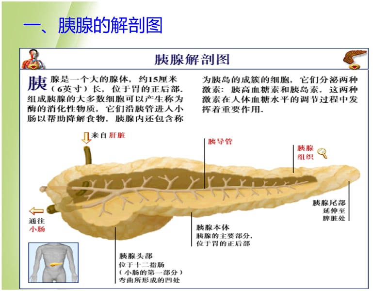 急性胰腺炎的饮食指导名师制作优质教学资料.ppt_第3页