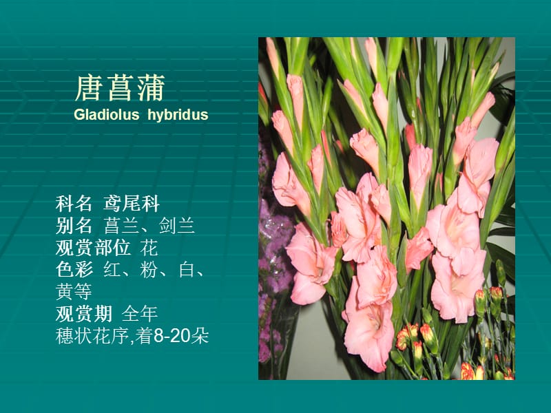 常见插花花材(40种)名师制作优质教学资料.ppt_第2页