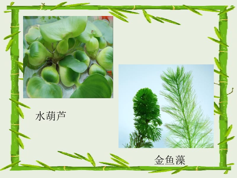 三年级科学观察水生植物名师制作优质教学资料.ppt_第2页