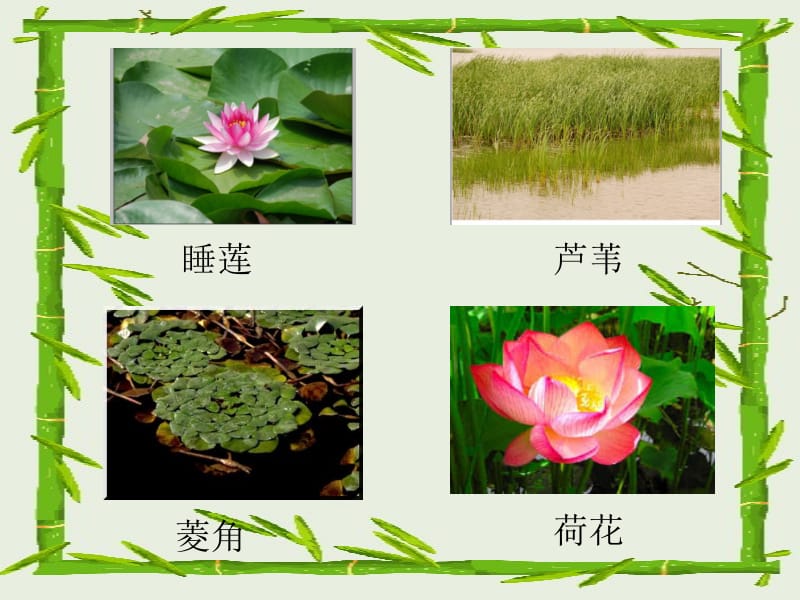 三年级科学观察水生植物名师制作优质教学资料.ppt_第3页