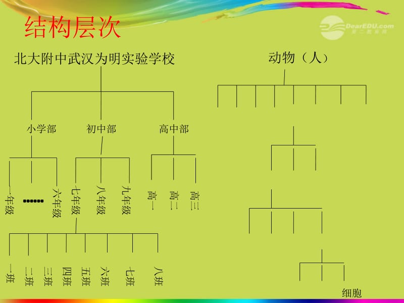 湖北省武汉市秋七年级生物上册《2.3.1动物体的结构层次》课件 新人教版名师制作优质学案新.ppt_第2页