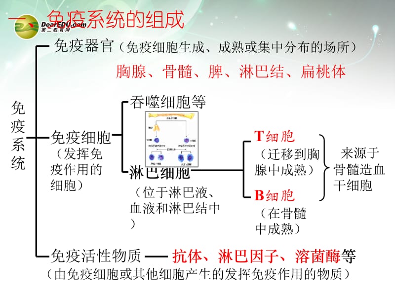 高中生物 2.4免疫调节课件 新人教版必修名师制作优质学案新.ppt_第3页