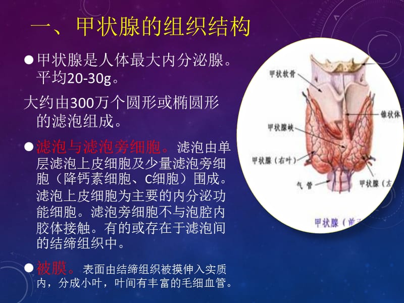 甲状腺生理与调节名师制作优质教学资料.ppt_第2页