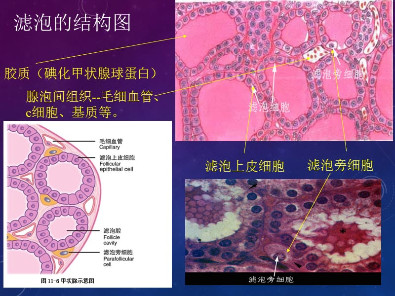 甲状腺生理与调节名师制作优质教学资料.ppt_第3页