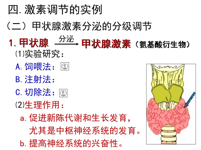 甲状腺激素分级调节名师制作优质教学资料.ppt_第2页