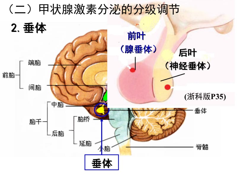 甲状腺激素分级调节名师制作优质教学资料.ppt_第3页