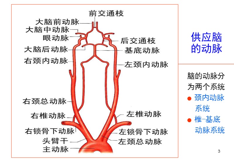 颈动脉的应用解剖名师制作优质教学资料.ppt_第3页