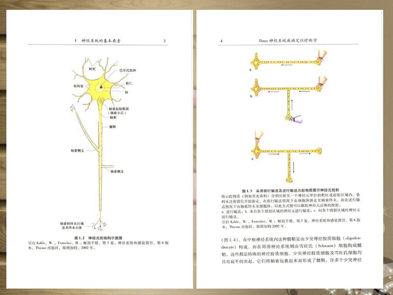 医学课件神经系统疾病定位诊断学.ppt_第3页