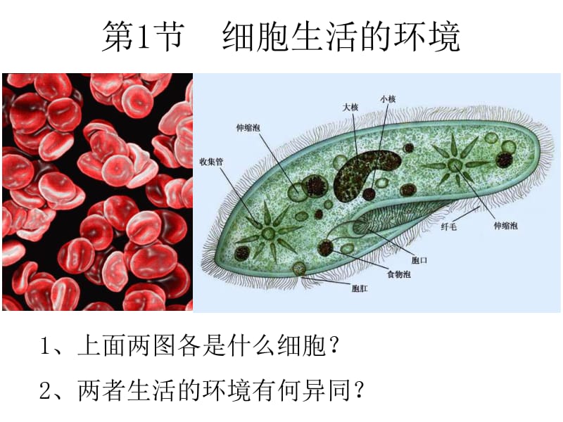 医学课件第1部分细胞生活的环境.ppt_第2页