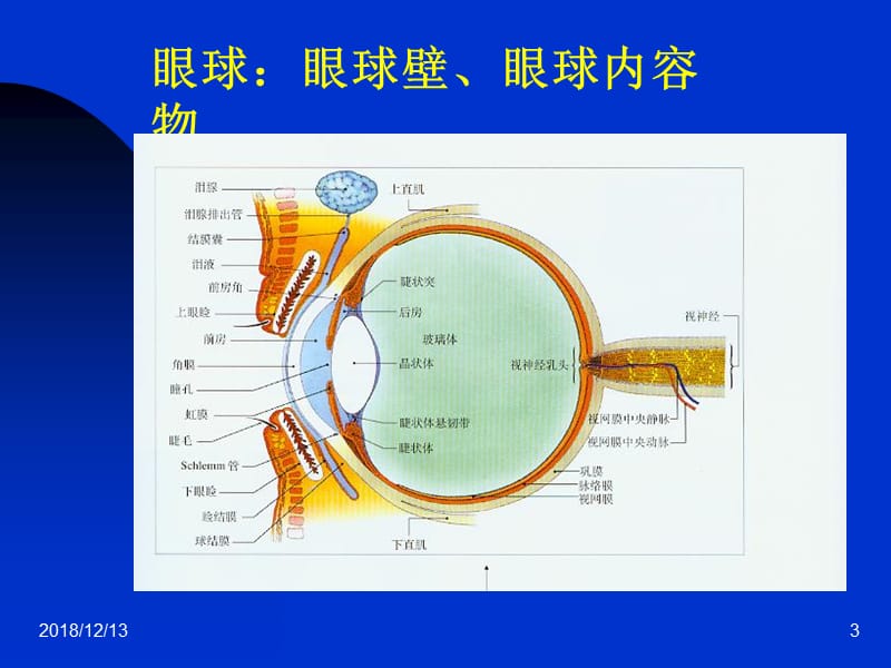 医学课件第一章眼科学基础.ppt_第3页