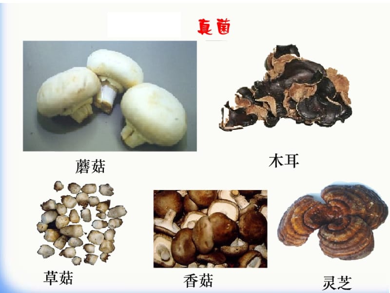 医学课件第一节细菌和真菌的分布.ppt_第3页