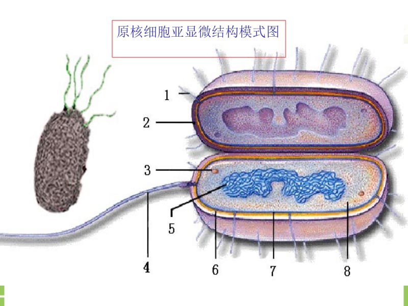 医学课件真核细胞与原核细胞课件 高一生物课件.ppt_第3页