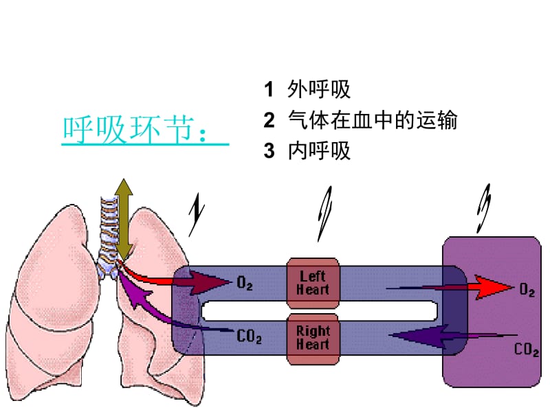 医学课件第八章呼吸Respiration.ppt_第3页