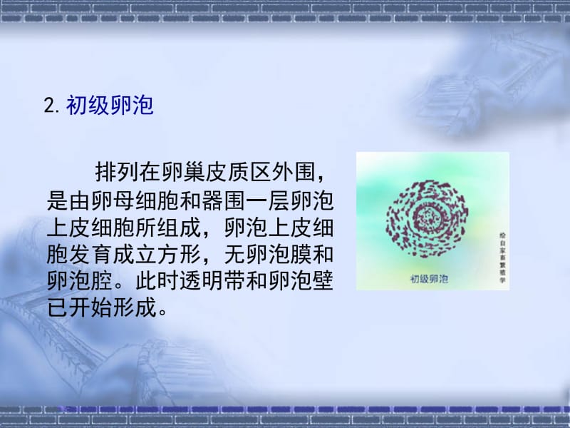 医学课件第二节卵泡的发育与排卵.ppt_第3页