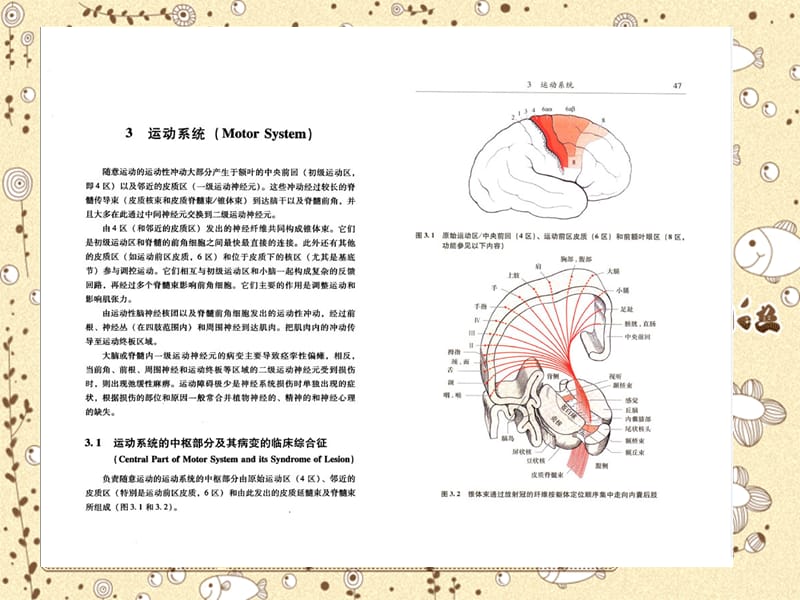 医学课件神经系统疾病定位诊断学03.ppt_第1页