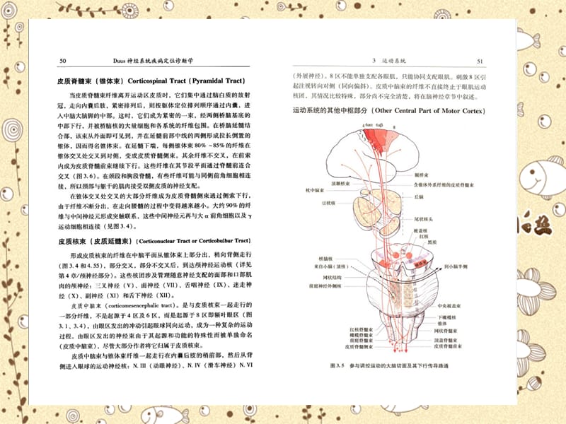 医学课件神经系统疾病定位诊断学03.ppt_第3页