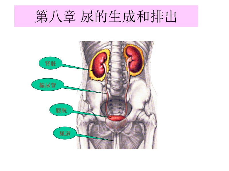 医学课件第八章尿的生成和排出8.ppt_第1页