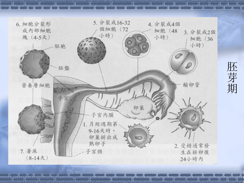 医学课件第二部分胎儿期孕期的发展.ppt_第3页