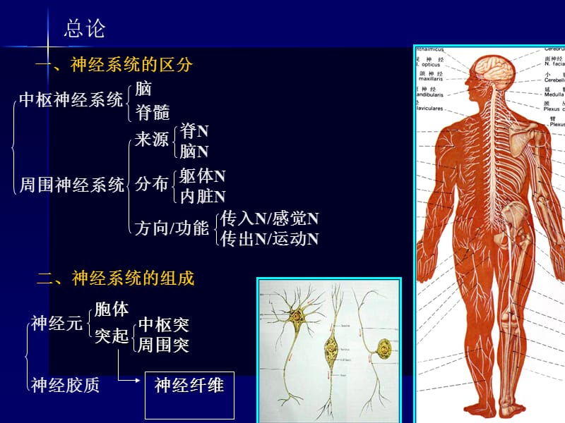 医学课件神经系统-药学(龚).ppt_第2页