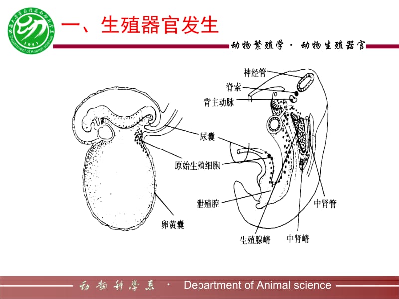 医学课件第一章动物生殖器官.ppt_第2页