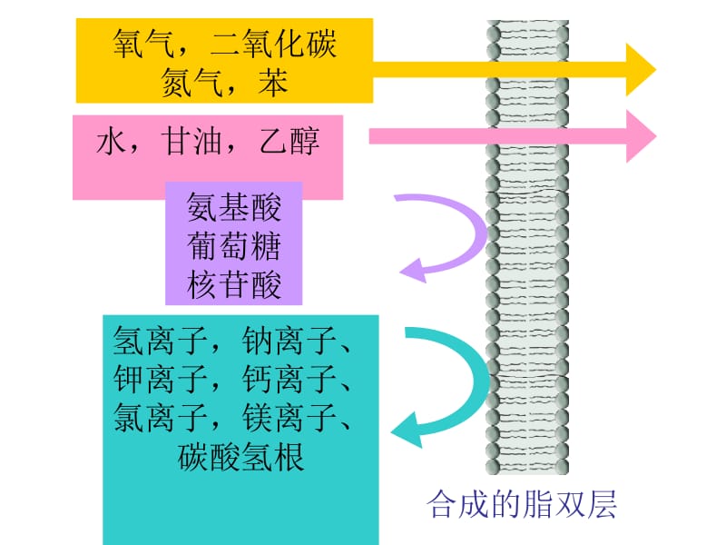 医学课件第3节物质跨膜运输的方式.ppt_第2页