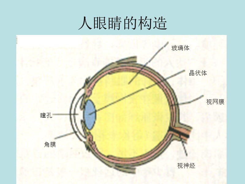 医学课件眼睛与视力矫正.ppt_第2页