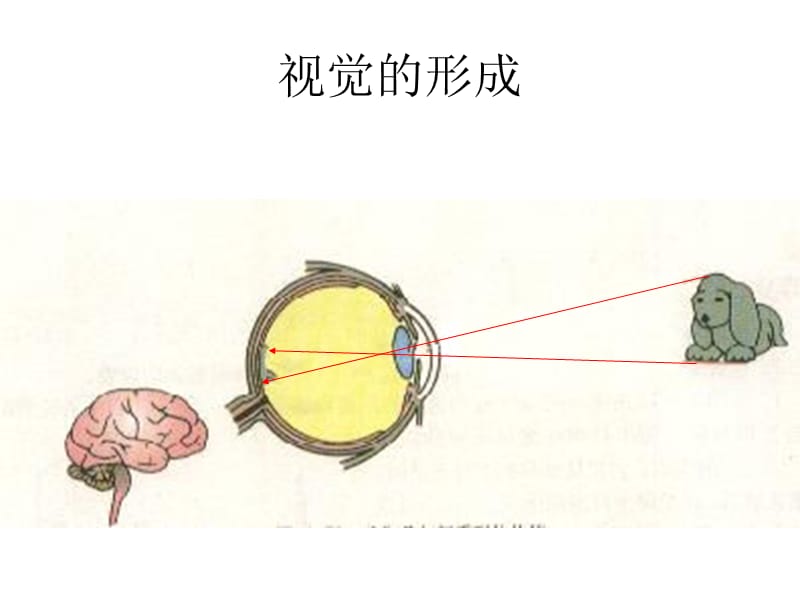 医学课件眼睛与视力矫正.ppt_第3页