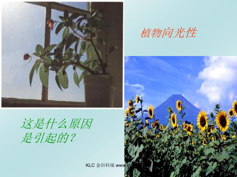 医学课件第三章第二节神奇的激素第一课时.ppt_第2页