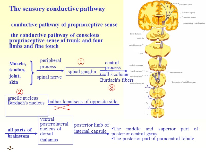 医学课件神经系统传导通路-中国医科大学.ppt_第3页
