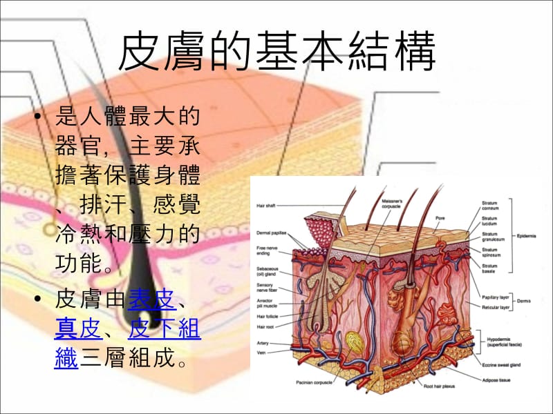 医学课件皮肤日常护理.ppt_第2页