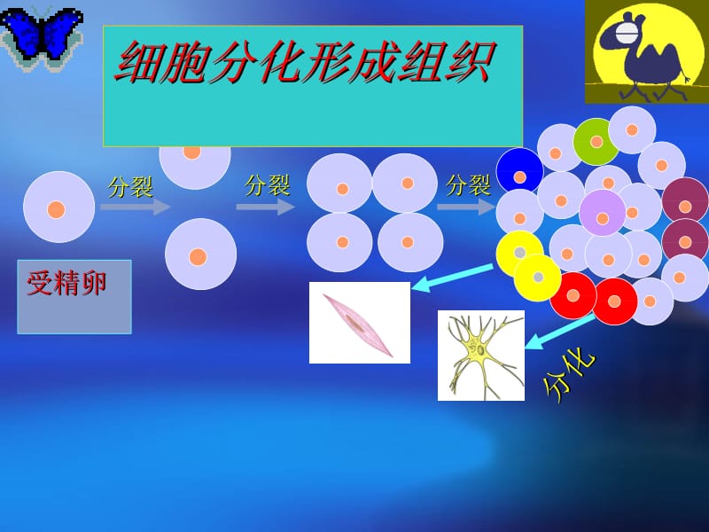 医学课件第一部分动物体的结构层次教学课件.ppt_第2页