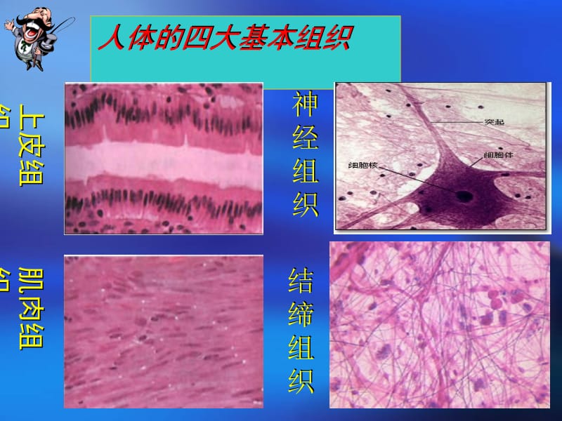 医学课件第一部分动物体的结构层次教学课件.ppt_第3页