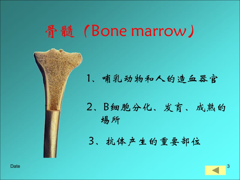 医学课件第五章免疫系统.ppt_第3页