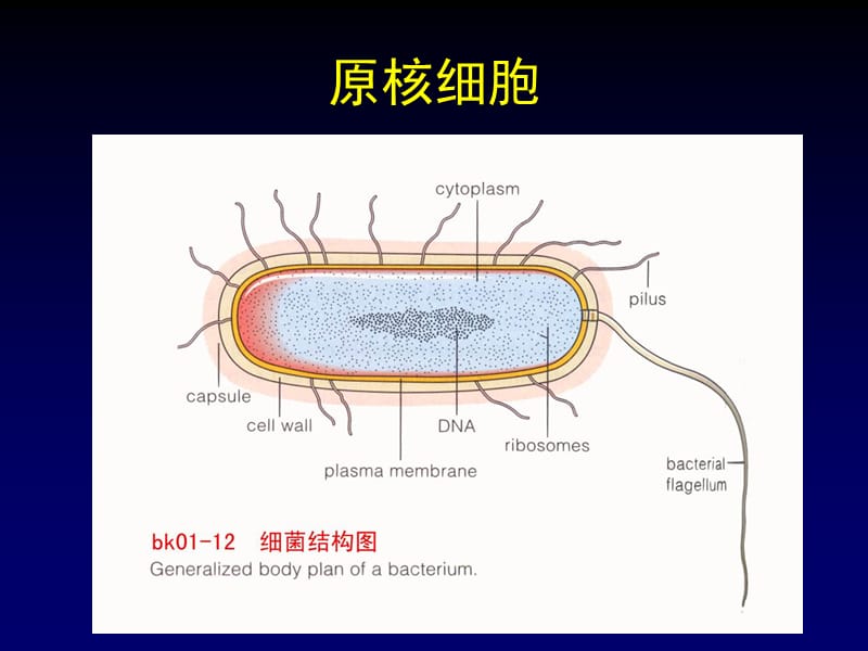 医学课件第一部分走进细胞.ppt_第3页