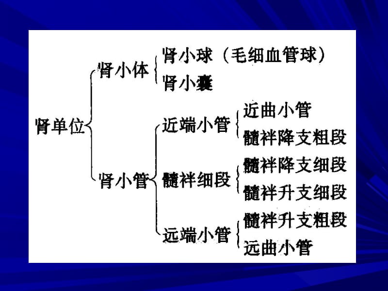 医学课件第八章尿的生成和排出.ppt_第3页