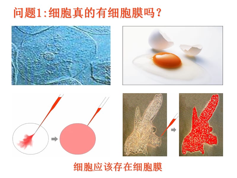 医学课件第3部分细胞的基本结构.ppt_第2页