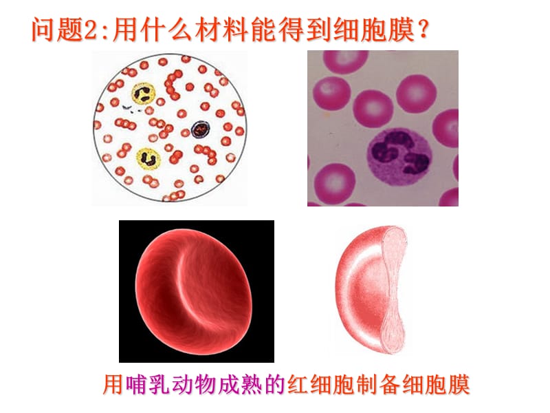 医学课件第3部分细胞的基本结构.ppt_第3页