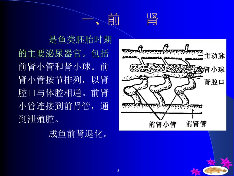 医学课件第八章尿殖系统Theurogenitalsystem.ppt_第3页