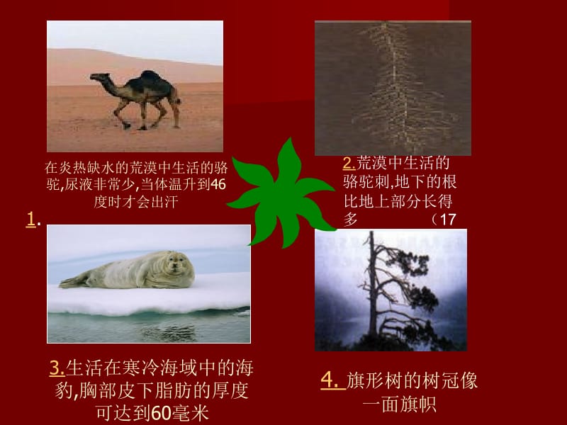 医学课件第三节生物对环境的适应和影响.ppt_第3页