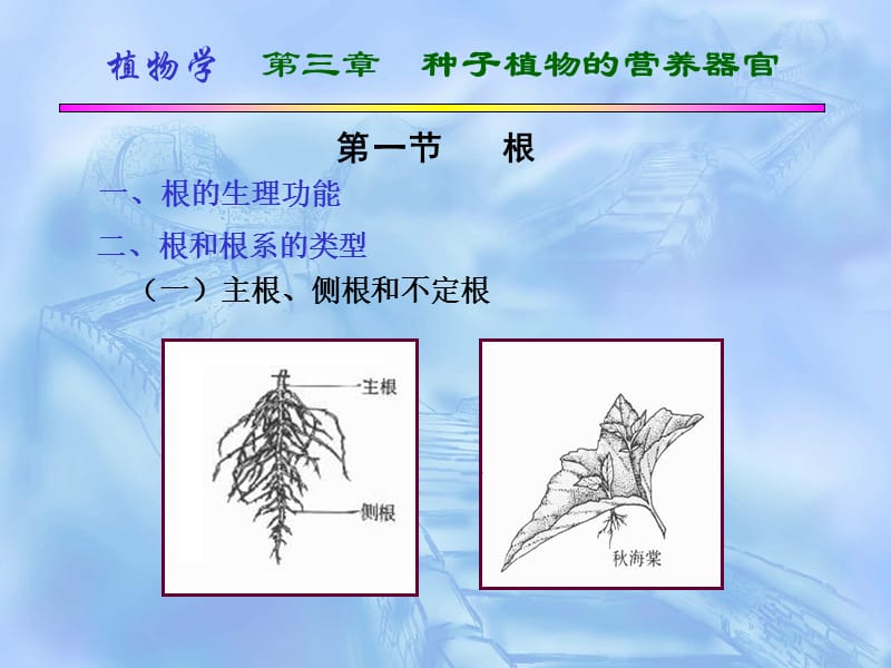 医学课件种子植物的营养器官.ppt_第3页