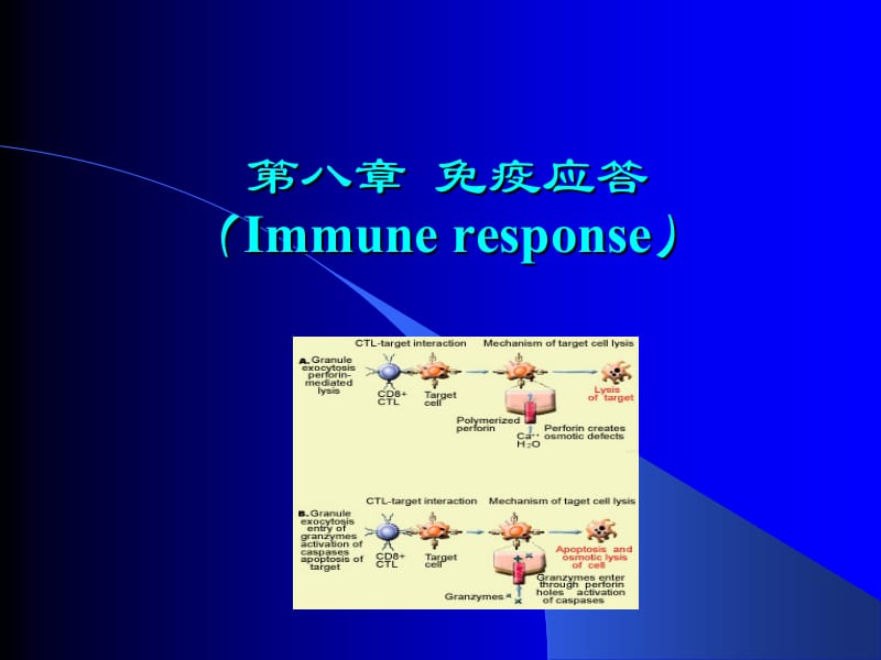 医学课件第八章免疫应答.ppt_第1页