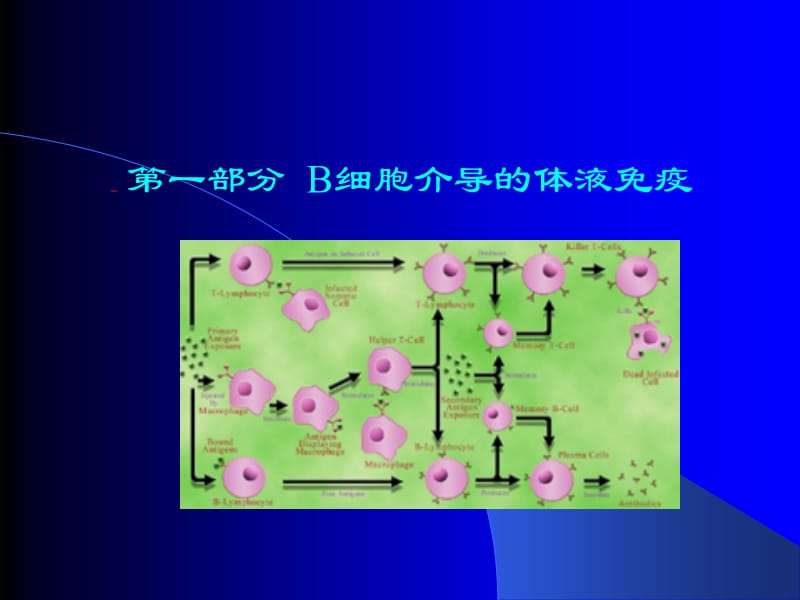 医学课件第八章免疫应答.ppt_第2页