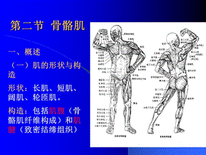 医学课件第二节骨骼肌.ppt