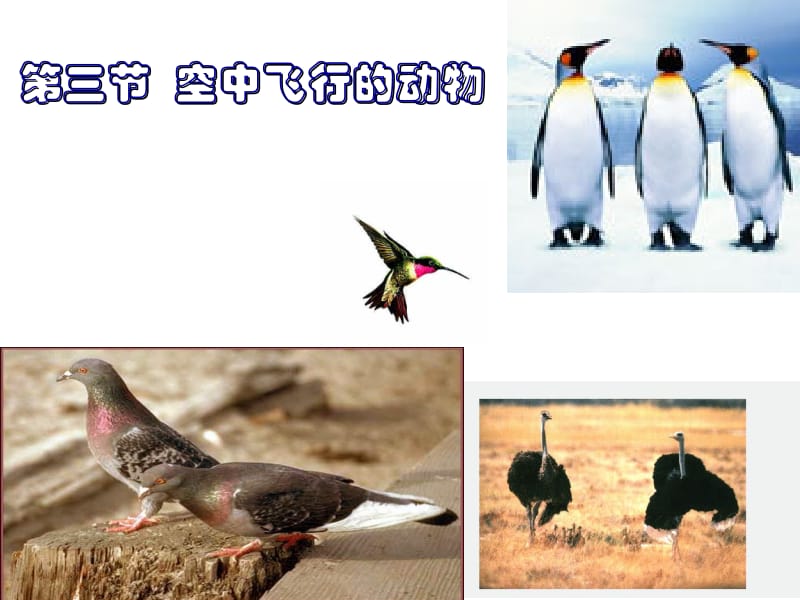 医学课件空中飞行的动物.ppt_第1页