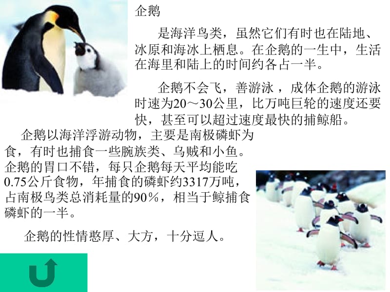 医学课件空中飞行的动物.ppt_第2页