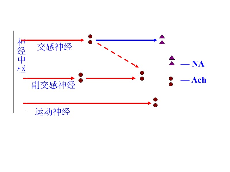 医学课件第五部分传出神经系统药理学概论教学课件.ppt_第3页